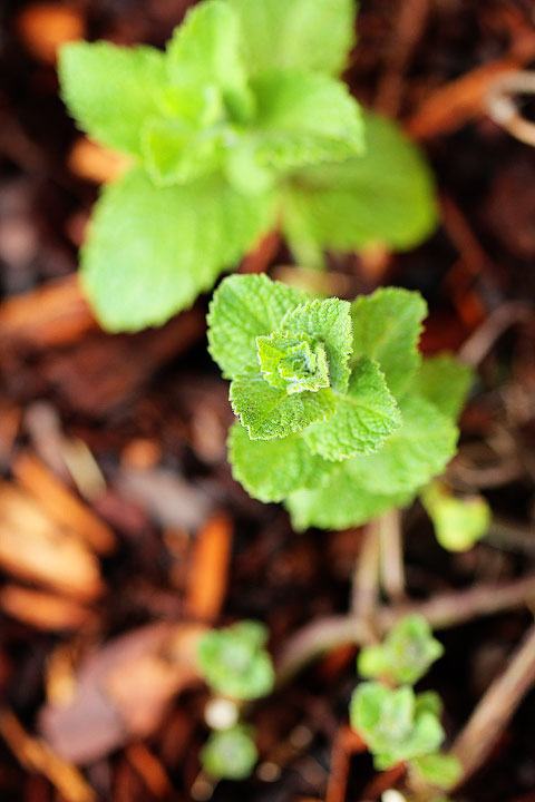 Chocolate Mint Chocolate Mint