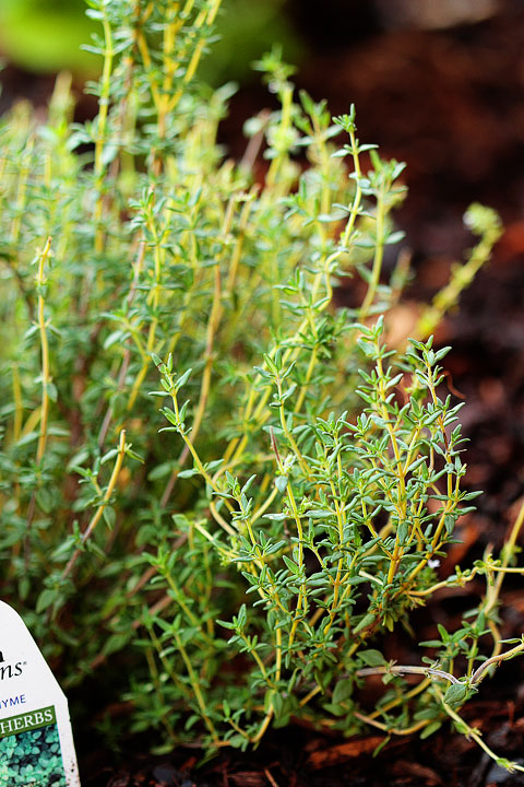 Thyme Thyme