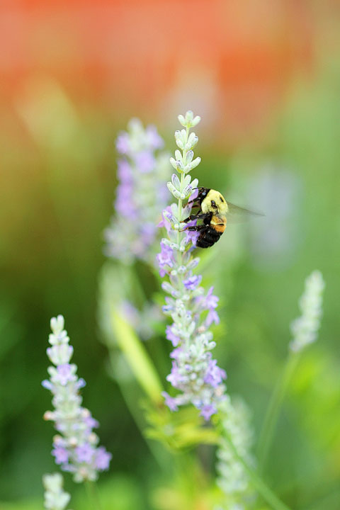 Lavender & Bumble Bee Lavender & Bumble Bee