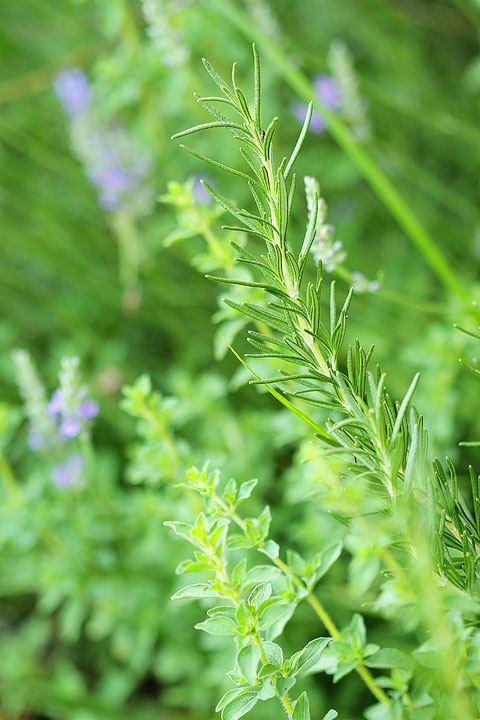 Rosemary, Oregano and Lavender Rosemary, Oregano and Lavender