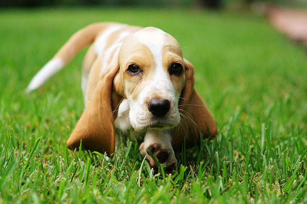 Louie the Basset Hound Puppy 1 Louie the Basset Hound Puppy 1