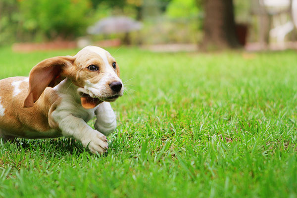 Louie the Basset Hound Puppy 10 Louie the Basset Hound Puppy 10
