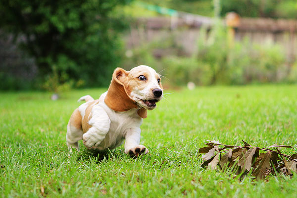 Louie the Basset Hound Puppy 11 Louie the Basset Hound Puppy 11