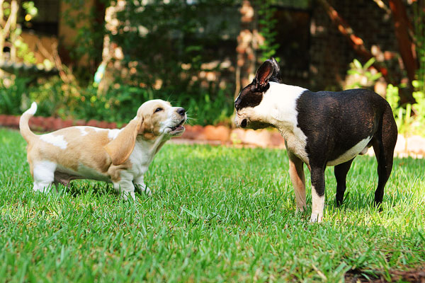 Louie the Basset Hound Puppy 12 Louie the Basset Hound Puppy 12