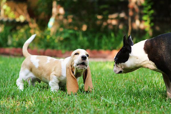 Louie the Basset Hound Puppy 13 Louie the Basset Hound Puppy 13