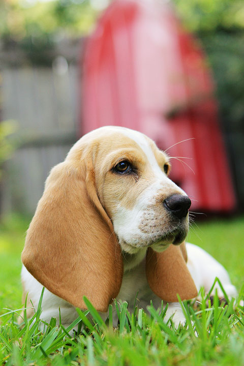 Louie the Basset Hound Puppy 16 Louie the Basset Hound Puppy 16