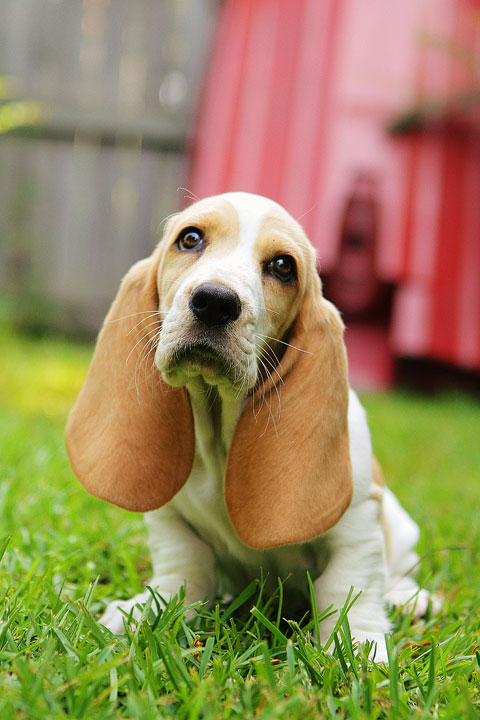 Louie the Basset Hound Puppy 17 Louie the Basset Hound Puppy 17