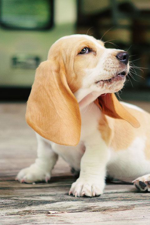 Louie the Basset Hound Puppy 18 Louie the Basset Hound Puppy 18