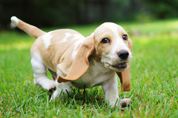 Louie the Basset Hound Puppy 2 Louie the Basset Hound Puppy 2