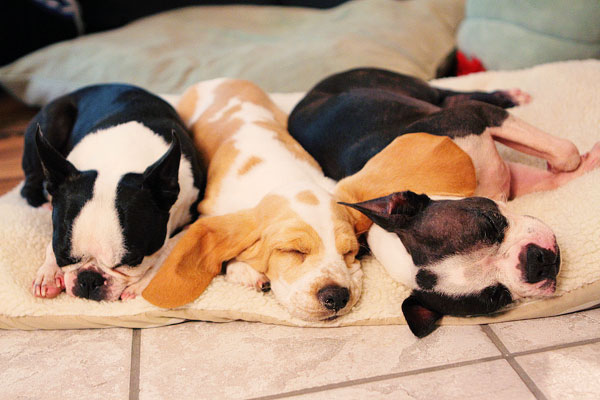 Louie the Basset Hound Puppy 22 Louie the Basset Hound Puppy 22