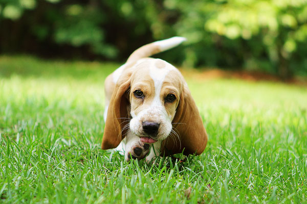 Cute Puppy Image of a Cute Puppy