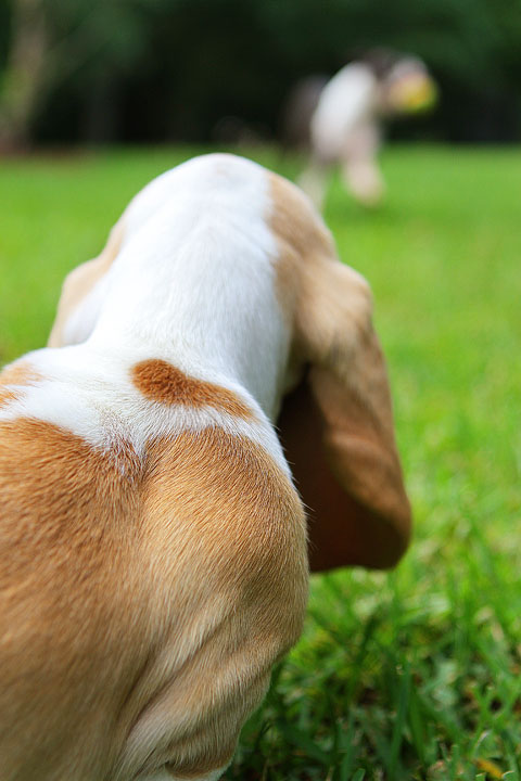 Louie the Basset Hound Puppy 4 Louie the Basset Hound Puppy 4