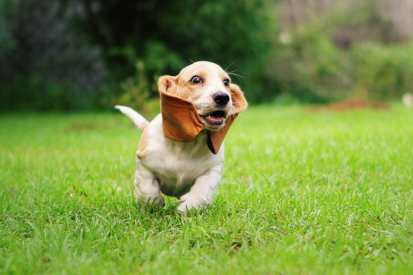 Louie the Basset Hound Puppy 5 Louie the Basset Hound Puppy 5