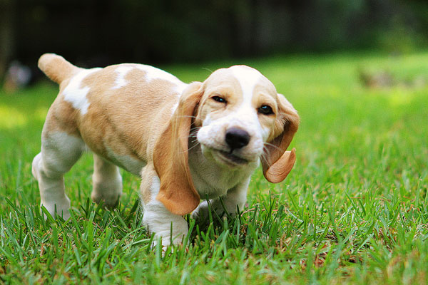 Louie the Basset Hound Puppy 6 Louie the Basset Hound Puppy 6