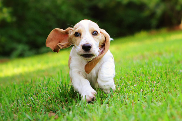Louie the Basset Hound Puppy 7 Louie the Basset Hound Puppy 7