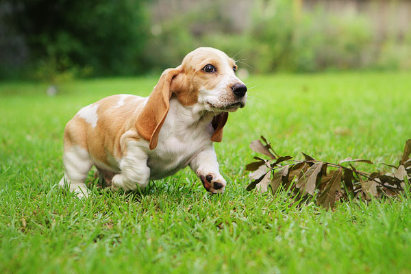 Louie the Basset Hound Puppy 8 Louie the Basset Hound Puppy 8
