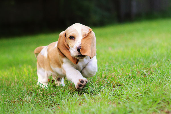 Louie the Basset Hound Puppy 9 Louie the Basset Hound Puppy 9
