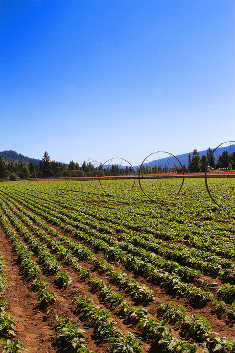 Day Trip to Trout Lake Farm Day Trip to Trout Lake Farm