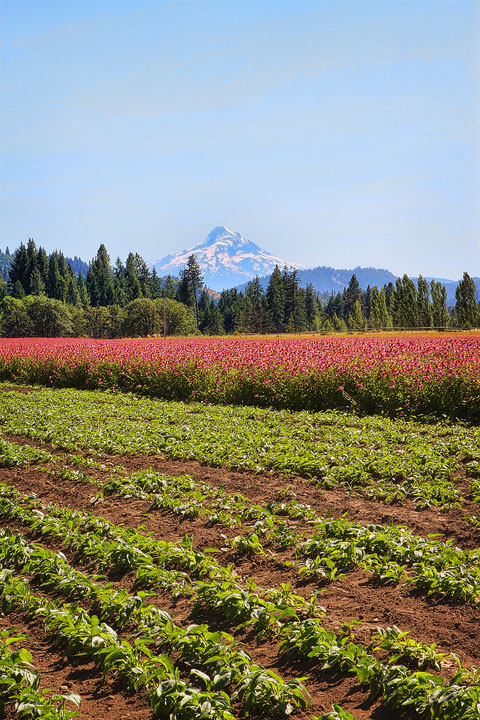 Day Trip to Trout Lake Farm Day Trip to Trout Lake Farm