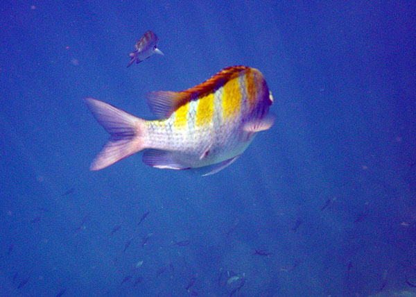 Isla Espiritu Santo Isla Espiritu Santo