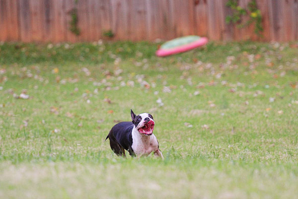 Boston Terrier Catches Frisbee Boston Terrier Catches Frisbee