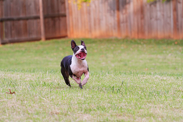 Boston Terrier Catches Frisbee Boston Terrier Catches Frisbee