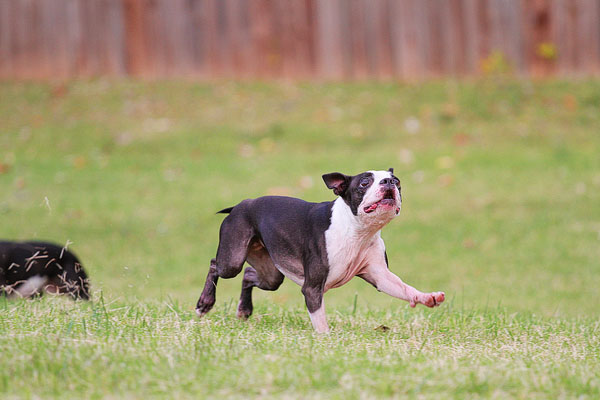 Boston Terrier Catches Frisbee Boston Terrier Catches Frisbee