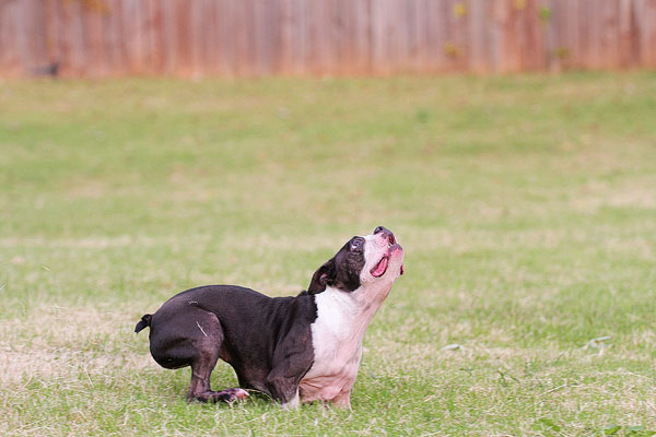 Boston Terrier Catches Frisbee Boston Terrier Catches Frisbee