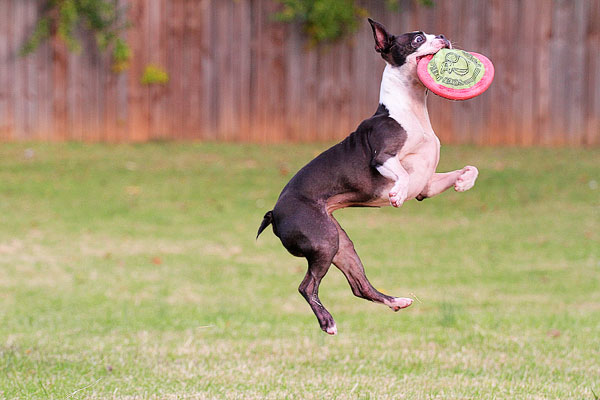 Boston Terrier Catching a Frisbee Image of a Boston Terrier Catching a Frisbee