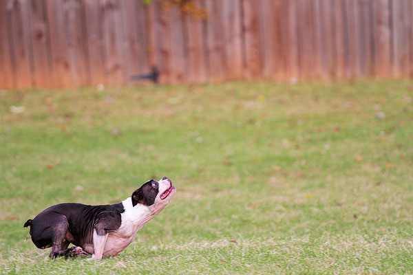 Boston Terrier Catches Frisbee Boston Terrier Catches Frisbee