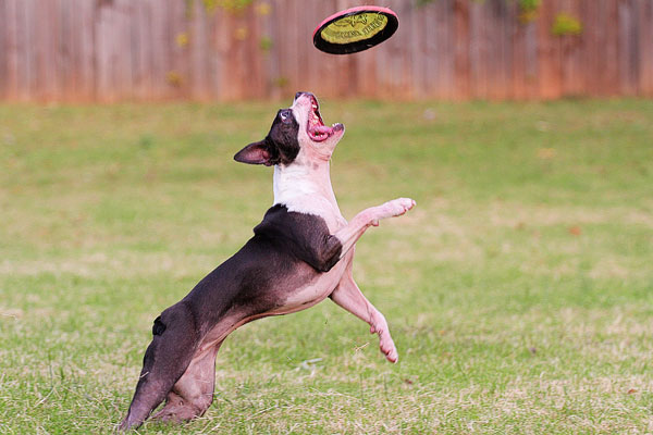 Boston Terrier Catches Frisbee Boston Terrier Catches Frisbee
