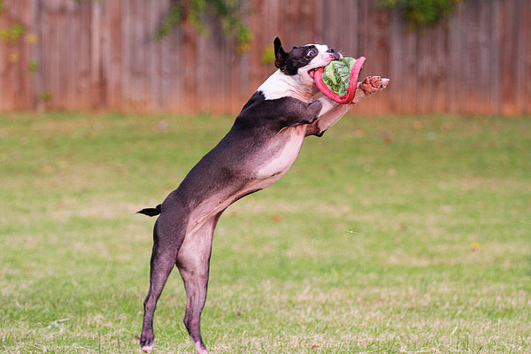 Boston Terrier Catches Frisbee Boston Terrier Catches Frisbee