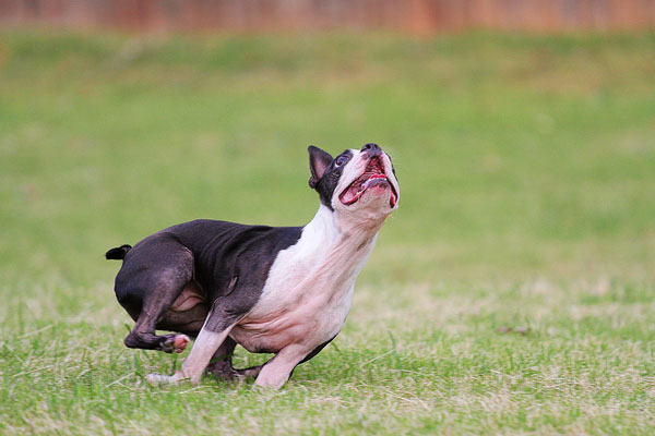 Boston Terrier Catches Frisbee Boston Terrier Catches Frisbee