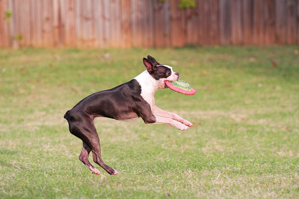 Boston Terrier Catches Frisbee Boston Terrier Catches Frisbee