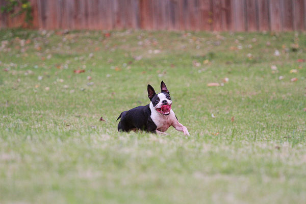 Boston Terrier Catches Frisbee Boston Terrier Catches Frisbee