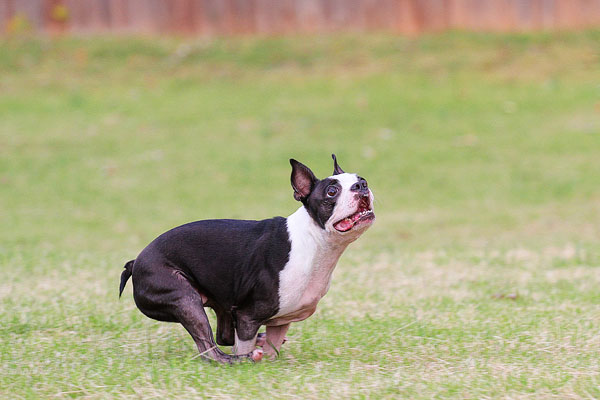 Boston Terrier Catches Frisbee Boston Terrier Catches Frisbee
