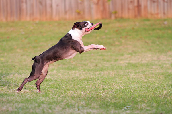 Boston Terrier Catches Frisbee Boston Terrier Catches Frisbee
