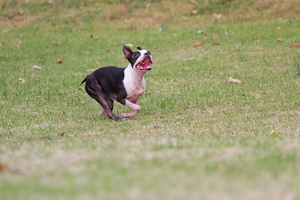 Boston Terrier Catches Frisbee Boston Terrier Catches Frisbee