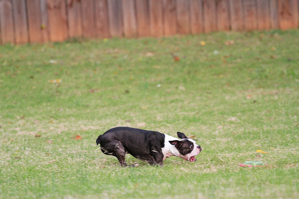 Boston Terrier Catches Frisbee Boston Terrier Catches Frisbee