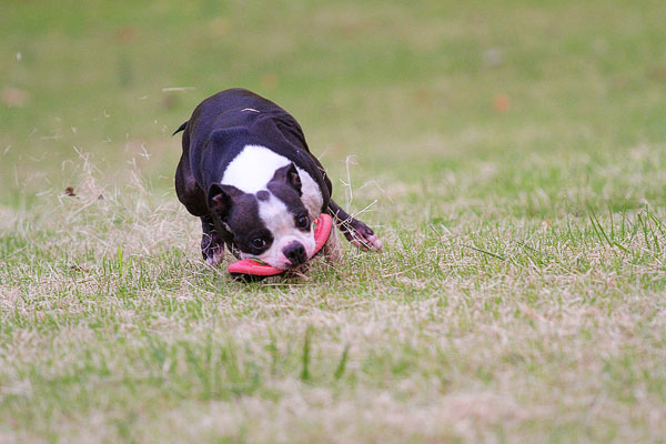 Boston Terrier Catches Frisbee Boston Terrier Catches Frisbee