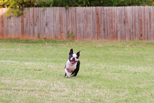 Boston Terrier Catches Frisbee Boston Terrier Catches Frisbee