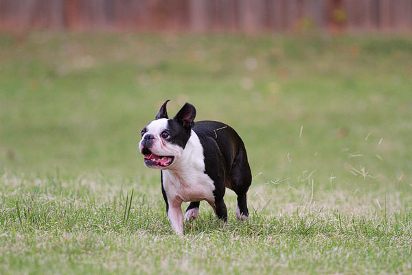 Boston Terrier Catches Frisbee Boston Terrier Catches Frisbee