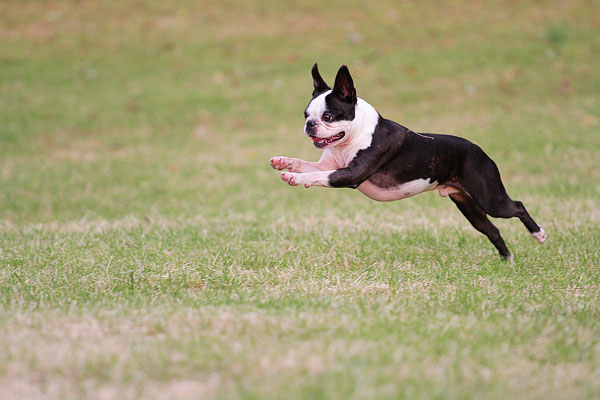 Boston Terrier Catches Frisbee Boston Terrier Catches Frisbee