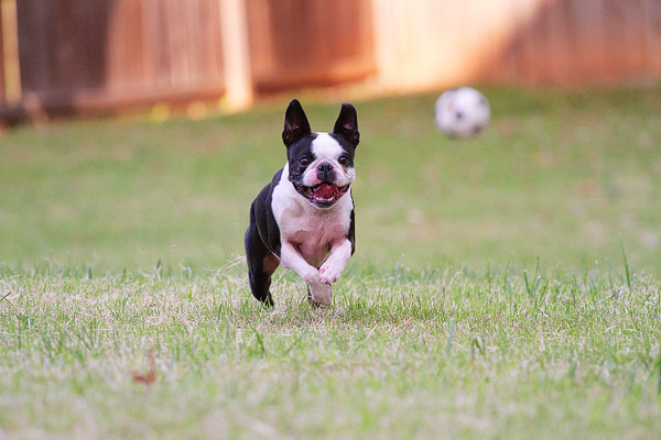 Boston Terrier Catches Frisbee Boston Terrier Catches Frisbee