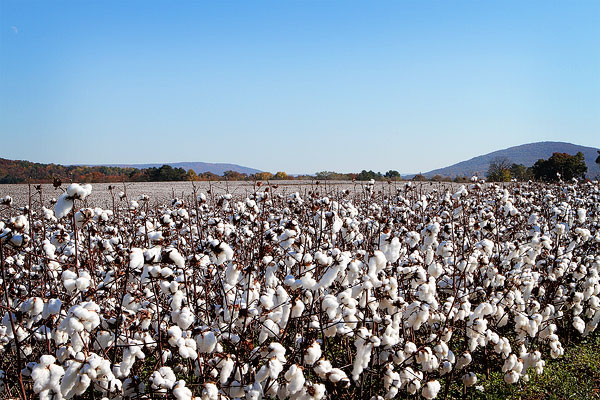 Alabama Cotton Fields Alabama Cotton Field Picture