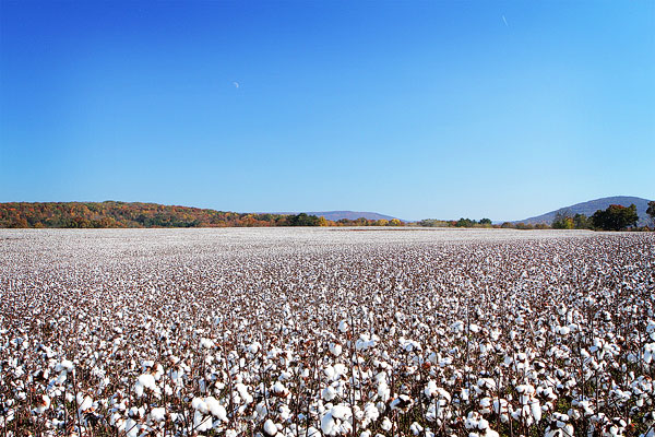 Alabama Cotton Fields Alabama Cotton Field Photo