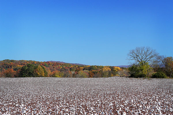 Alabama Cotton Fields Alabama Cotton Field Photo