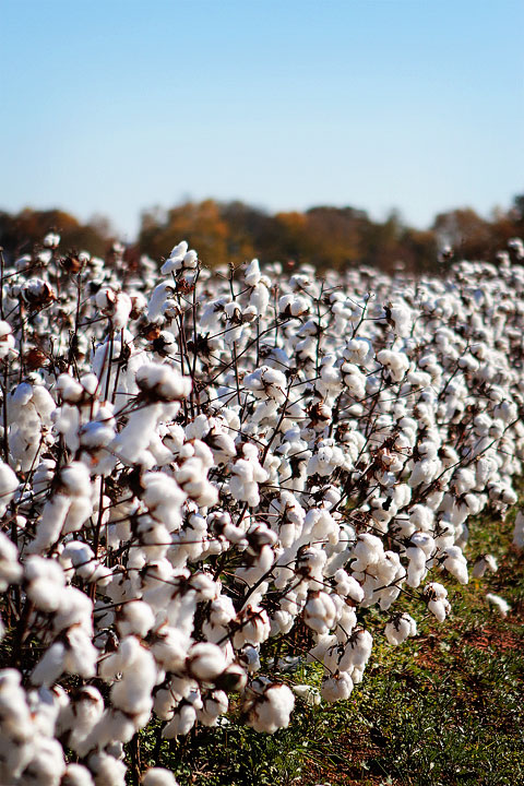 Alabama Cotton Fields Cotton Fields In Alabama During Fall