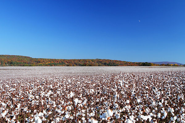 Alabama Cotton Fields Cotton Plants In Alabama During Fall