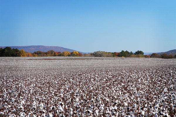 Alabama Cotton Fields Picture Of Alabama Cotton Plants